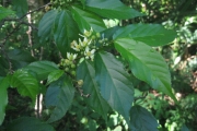 <strong>Grewia crenata - Ramon, Laurence - 75</strong><br />© Ramon, Laurence
